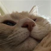 Vư