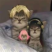 Bl