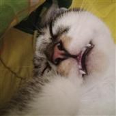 Hu