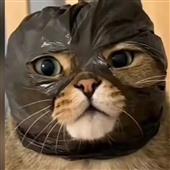 Ch
