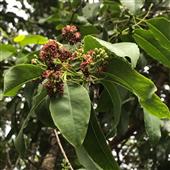 Nữ h