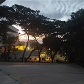 Cử