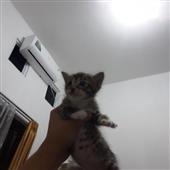 Gamb