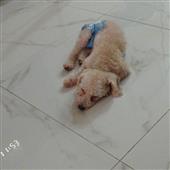 Thốn
