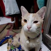 Vận 