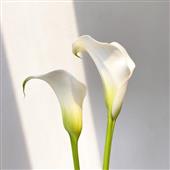 Tr