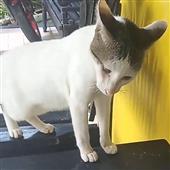 Po