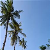 Lử