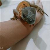 Vũ