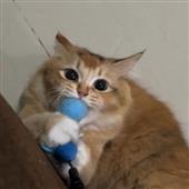 bò v