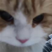 Po