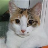 Lu