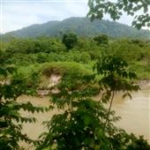 Vị