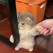 Bò v
