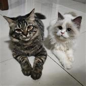 Yêu 
