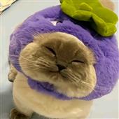 Chỉ 