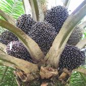 Sự