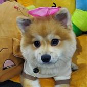 Tỷ