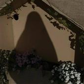 Vũ đ