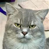 Ví