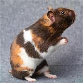 ch