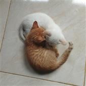 Po