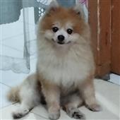 Ti