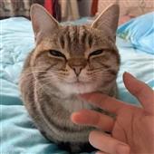 Cô