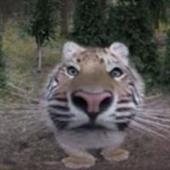 Vò