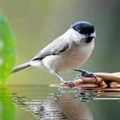 Bả