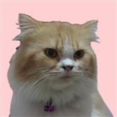 Ngầu