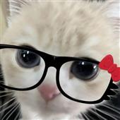 Kèo 