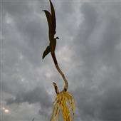 Te