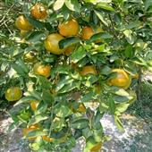 Kế