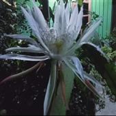 Nh