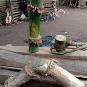 Vậ