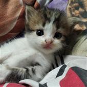Giải