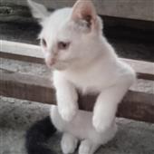 Phần