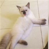 Heo 