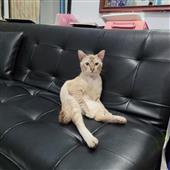Tế