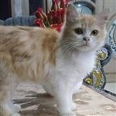 Tỷ