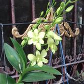 Kết 