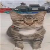 Câ