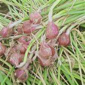 Củ
