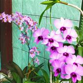 Giải