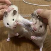 Ap