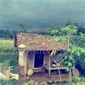 Dự
