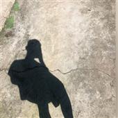 Sl