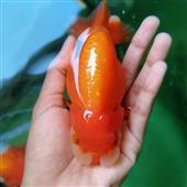 PHÚ 