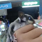 Xó